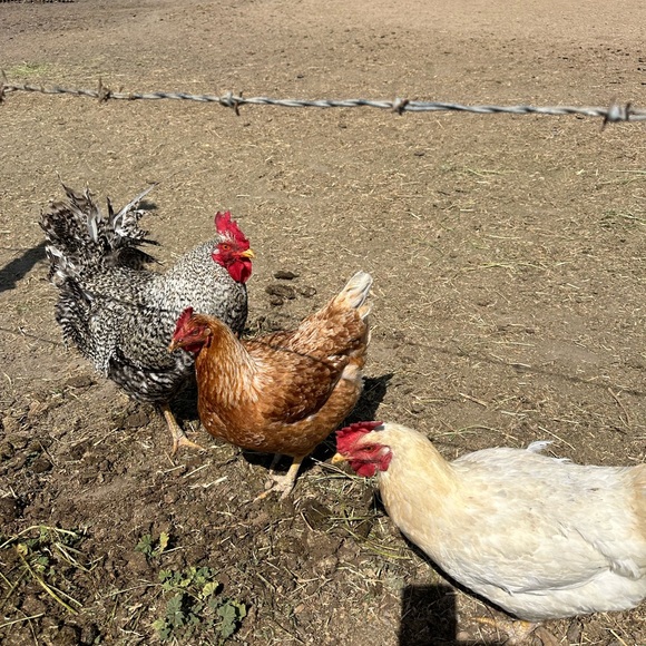 🧲 - Picture 1 of 1